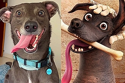 O cachorro Hunter é parecido com o personagem da Pixar, o cão Dante, do filme A vida é uma festa.