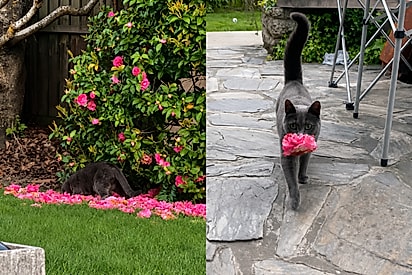 “Ela é a fada do jardim”: gatinha encanta ao levar flores para a tutora quase todos os dias.