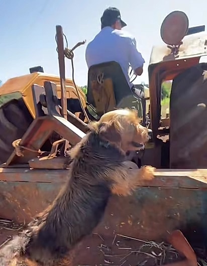 Spencer, o agro-cão.