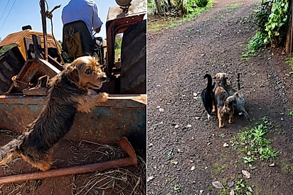 De cão de apartamento a chefe da fazenda: Conheça o agro-cão que conquistou o trator, as agrogatas e virou fiscal do campo