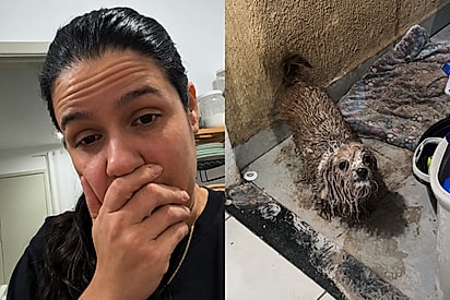 “Eu tô em estado de choque”: cachorrinha apronta com lata de tinta e deixa família em desespero.