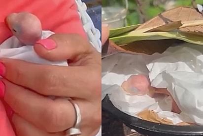 Mãe e filha encontram pequena “mancha rosa” no chão e descobrem ser uma linda ave
