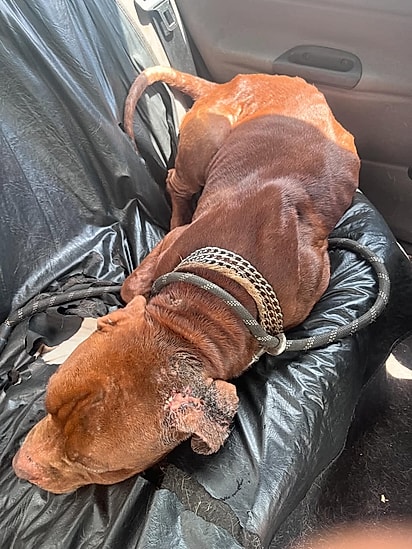 Nino entrou sozinho no carro.