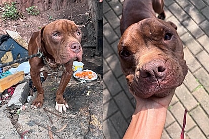 Cor de chocolate e feito de chocolate: cachorro doce, salvo do lixão, se recupera, mas não tem nenhum interessado por parecer pitbull 