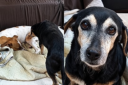 “Ele chorou ao vê-la voltar”: cãozinho de 16 anos se emociona ao reencontrar sua irmãzinha após cirurgia.
