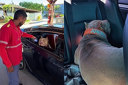 ‘Dá medo’: Tutor de pit monster leva cachorro para testar a coragem de frentistas em posto de gasolina