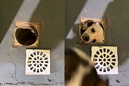 Mulher ouve um latido saindo de dentro de um cano e descobre um filhote preso dentro do cano