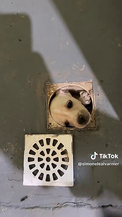 A cachorrinha queria ficar perto da tutora.