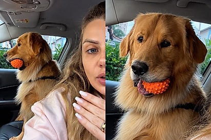“Agora eu sou Zé”: Golden retriever atende por apelido, ignora o próprio nome e reação viraliza.