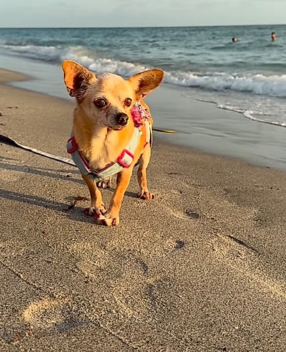 Shelly aproveitando a praia. 