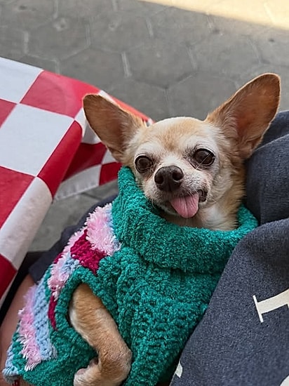 Shelly, uma chihuahua de 15 anos.