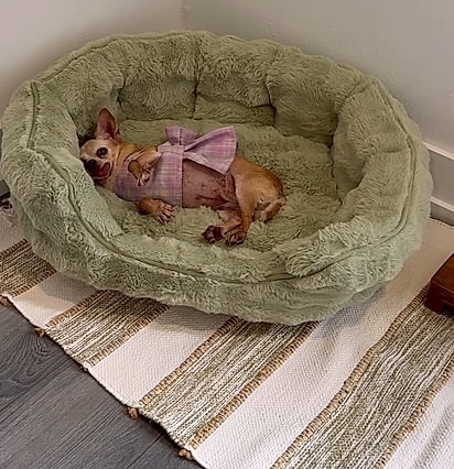 Shelly confortável em sua cama.