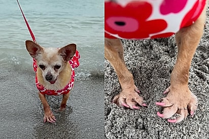 As patas acabaram se tornando uma das marcas registradas de Shelly.