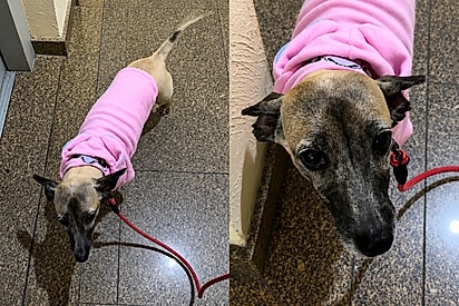 Após perder a avó, publicitária acolhe cachorrinha deixada por ela e emociona ao dizer: “A herança que vou amar para sempre”.
