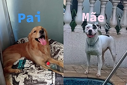 Melhor erro que já aconteceu aqui em casa: Tutora não consegue explicar aparência de filhotes que nasceram mistura de pitbull com golden