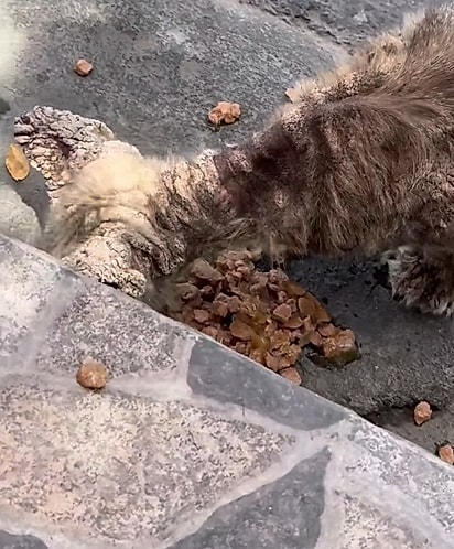 Renata passou a cuidar do gatinho como podia.