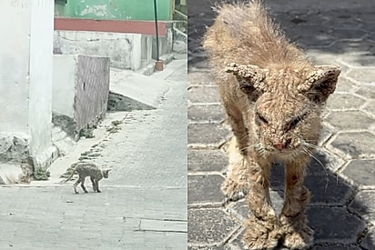 Em gesto nobre, mulher encontra gato negligenciado que parecia uma pedra e luta até o fim para ajudá-lo - hoje ele está irreconhecível