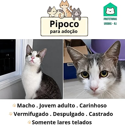 Pipoco está em busca de um lar para chamar de seu.