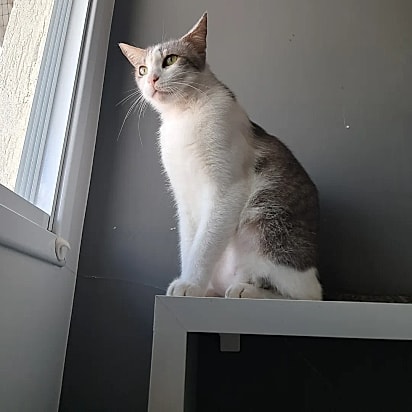 Pipoco tem quatro anos e foi resgatado em um dia de muito calor no Rio de Janeiro.