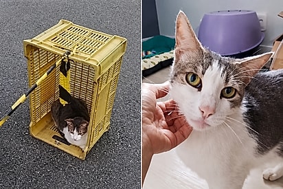 “Com personalidade de cachorro”: gatinho resgatado no calor do Rio de Janeiro espera há meses por uma família.
