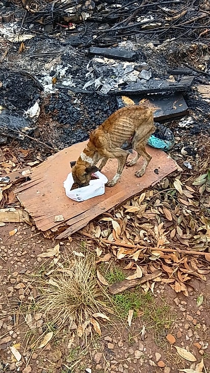 Leal estava faminto mas não abandonou o companheiro.