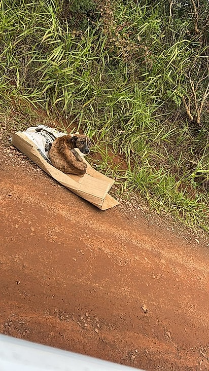 O cão estava ao lado do corpo do amigo, ambos foram abandonados no local.