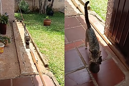 Você que vai cuidar, Márcia: Gata leva todos os seus filhotes para vizinha conhecer e ajudar