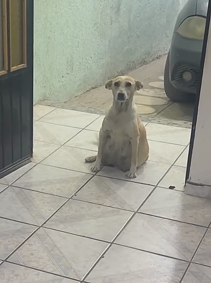 A cadela apareceu na porta da casa de Alex.