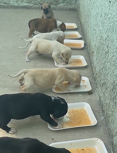 Os filhotes se alimentando.