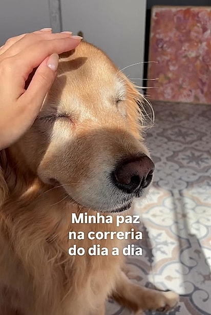 Carmella é uma cachorrinha muito dengosa.