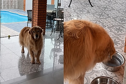 “Ela só bebe se alguém mexer a água”: golden retriever com mania inusitada “adestra” tutora e diverte a web.