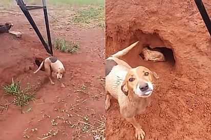 Em dia de muita chuva, cachorrinha sem uma das patas corre até fazenda pedindo que a sigam até torre de alta tensão