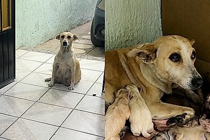 Ela me escolheu para salvar os seus filhos: Cadela grávida para na porta de desconhecido e pede ajuda com o olhar