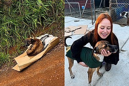 Encontrado velando um amigo morto, um cão aguarda uma família responsável