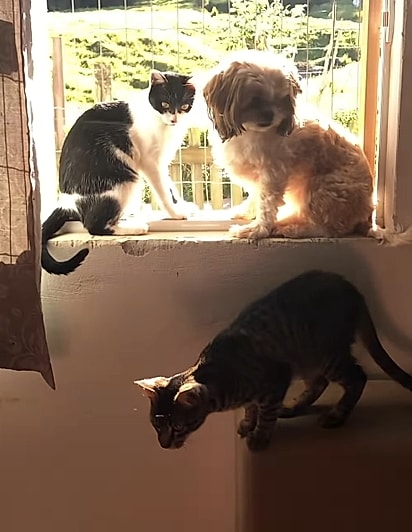 Uma das Shih Tzus na janela com os gatos. 