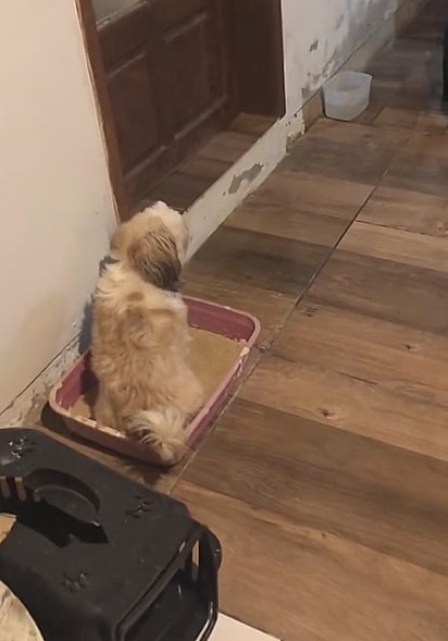 A shih-tzu usando a caixa de areia. 