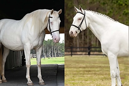 Como é possível: Casal de cavalos brancos cruzam e geram potro com aparência inacreditável, surpreendendo rancheiros