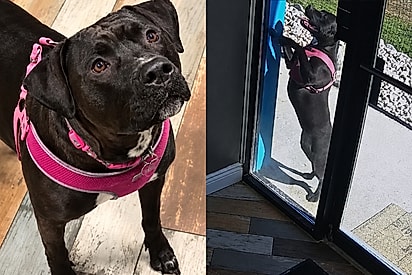 Após dona se envolver em acidente, cachorrinha corre 1 km até sua creche para cães para pedir ajuda
