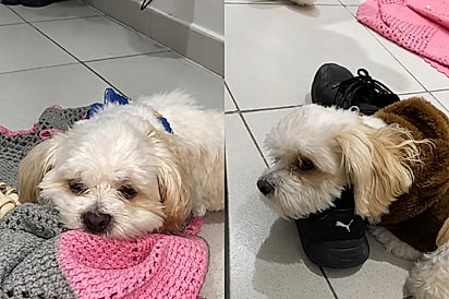Família desconfia que cachorro de olhar triste estava depressivo, então solução é encontrada e pet recupera brilho no olhar
