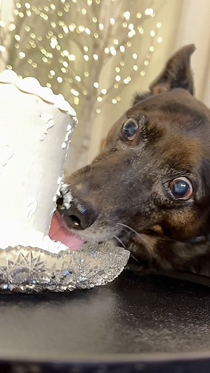 Rogerinho devorando o chantilly.