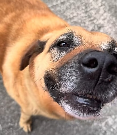 Bubby, um cão idoso de 10 anos. 