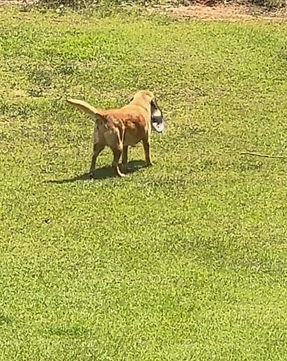 Bubby indo levar a tigela até a casa do vovô. 