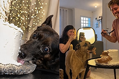 “Não sabia que ele tinha hiperfoco em chantilly”: Cão idoso fica responsável por chá revelação, mas ele não entende conceito