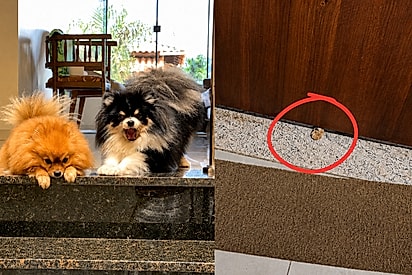 Gato coloca patinha por baixo da porta para provocar dois spitz e cena vira “treta de condomínio”.