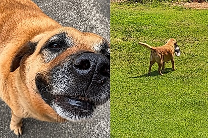 Mulher segue seu cachorro caramelo para descobrir por que ele tanto leva sua tigela para a casa ao lado