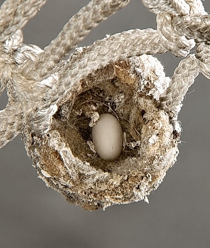 Ovo colocado pelo Beija-flor em seu ninho na cesta de basquete