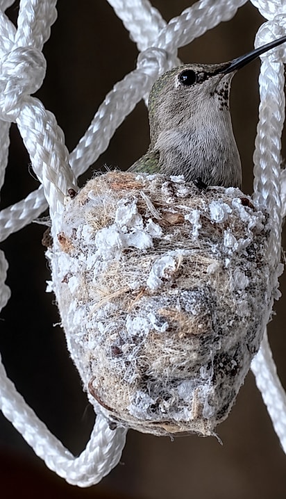 Beija-flor chocando seu ovinho em seu ninho na cesta de basquete