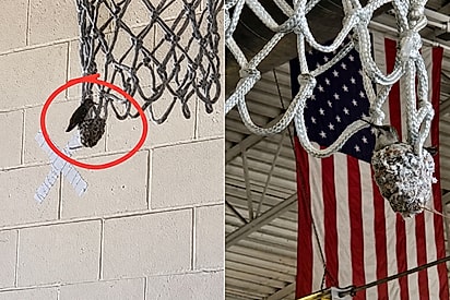 Beija-flor e seu ninho chamaram a atenção e ganharam cuidados especiais dos bombeiros do Arizona