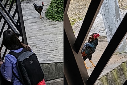 Jovem é impedida de sair para trabalhar após o galo solto na rua cismar com ela - câmera registra momento