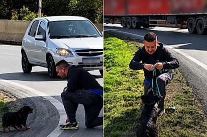 Homem salva cachorro à beira da estrada 